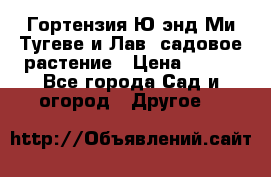 Гортензия Ю энд Ми Тугеве и Лав, садовое растение › Цена ­ 550 - Все города Сад и огород » Другое   